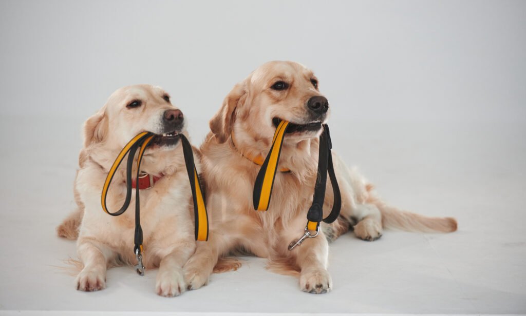 Holds leash in the mouth. Two Golden retrievers together in the studio against white background.